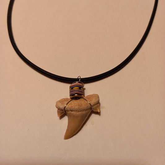 Äkta hajtandsfossilhalsband – Otodus obliquus (60–100 miljoner år, Marocko)