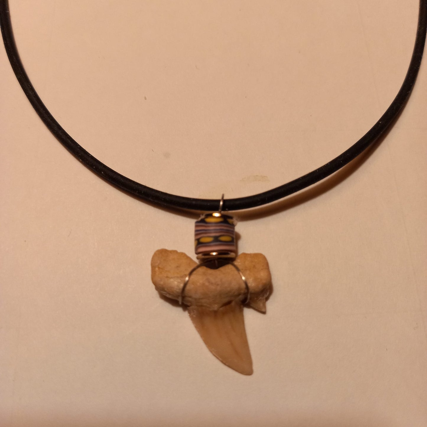 Äkta hajtandsfossilhalsband – Otodus obliquus (60–100 miljoner år, Marocko)