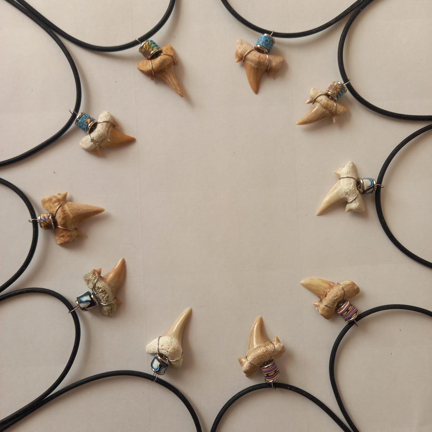 Äkta hajtandsfossilhalsband – Otodus obliquus (60–100 miljoner år, Marocko)