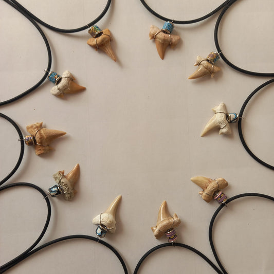 Äkta hajtandsfossilhalsband – Otodus obliquus (60–100 miljoner år, Marocko)